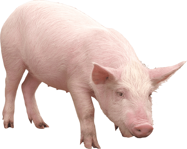 png-hd-pig-pig-png-images-hd-wallpapers-2644-min-min